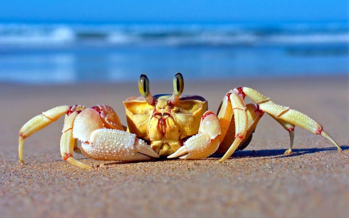 海边螃蟹种类图片