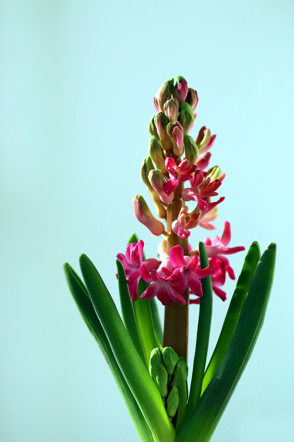 红色风信子图片