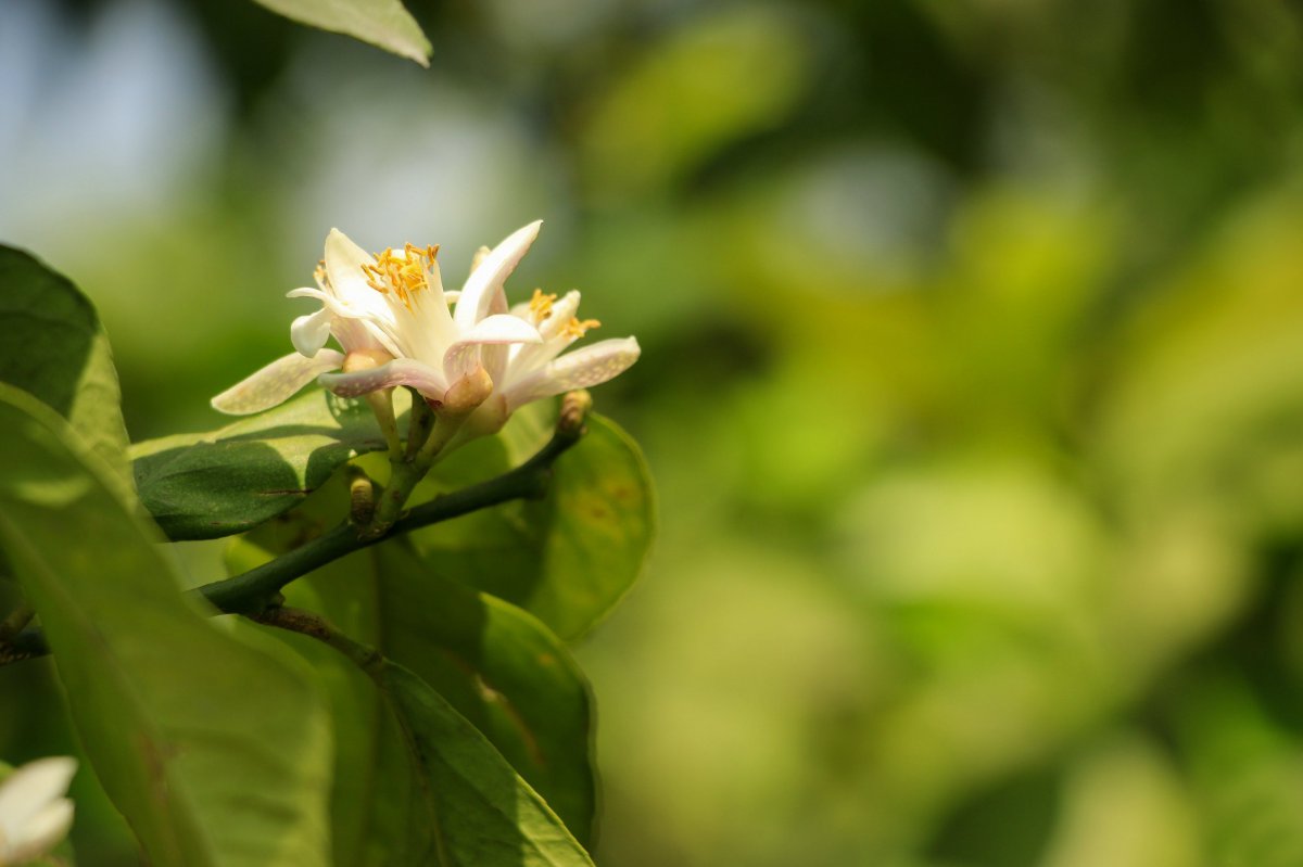 柠檬花高清图片