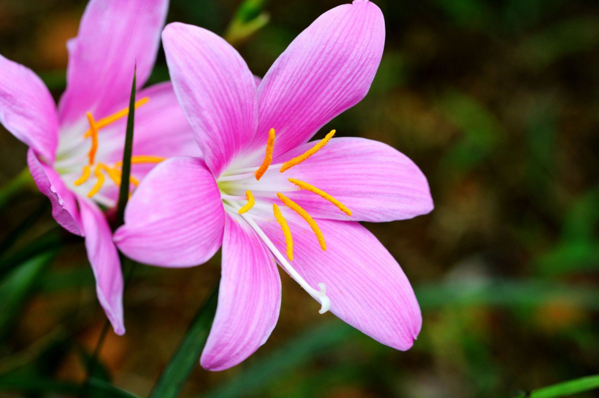 红花葱兰价格(红花葱兰种子图片)