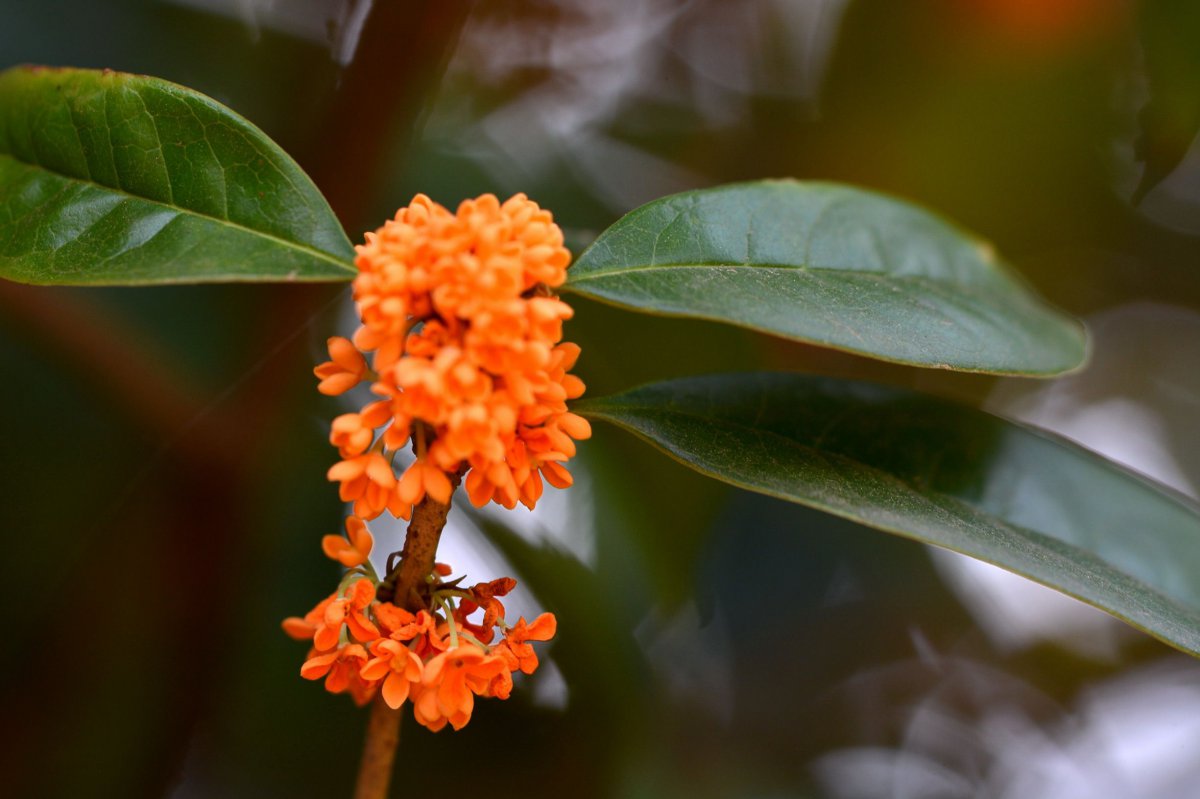 金黃色桂花圖片