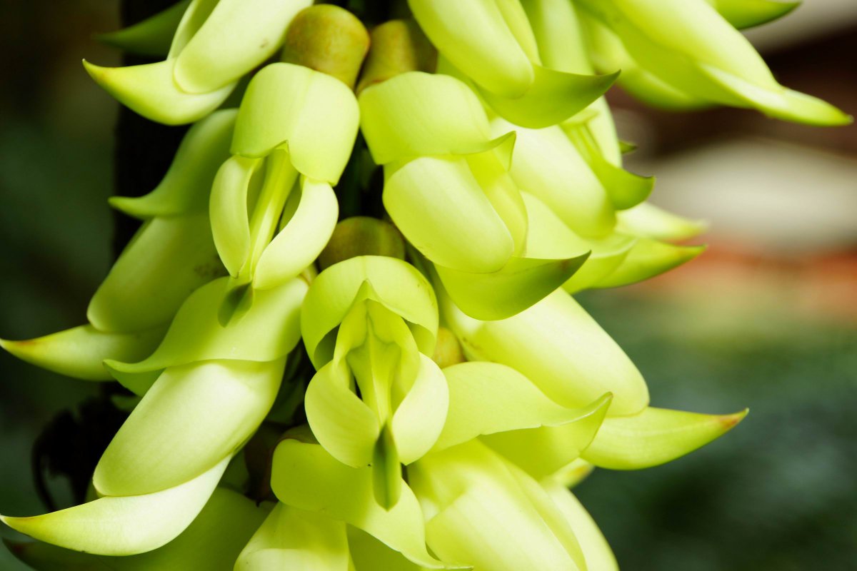 一串串的禾雀花图片