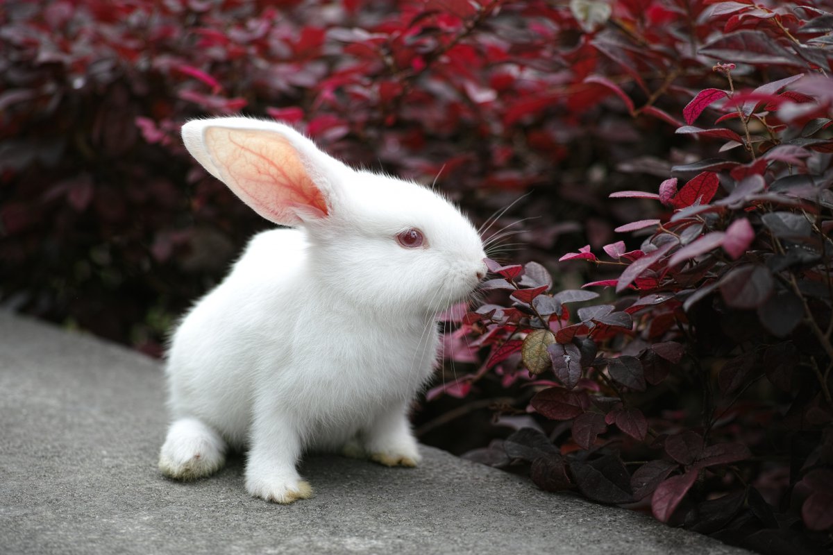 小白兔的照片真实图片