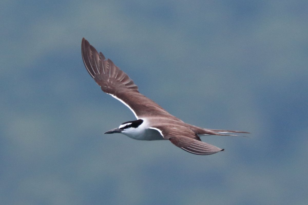 简介:一组精美的褐翅燕鸥图片,褐翅,燕鸥,图片,标签:鸟类褐翅燕鸥特别