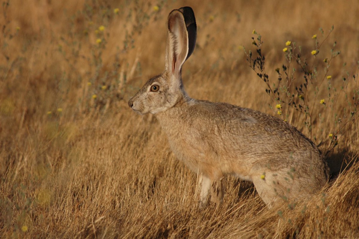 折耳兔一只耳朵竖起来图片