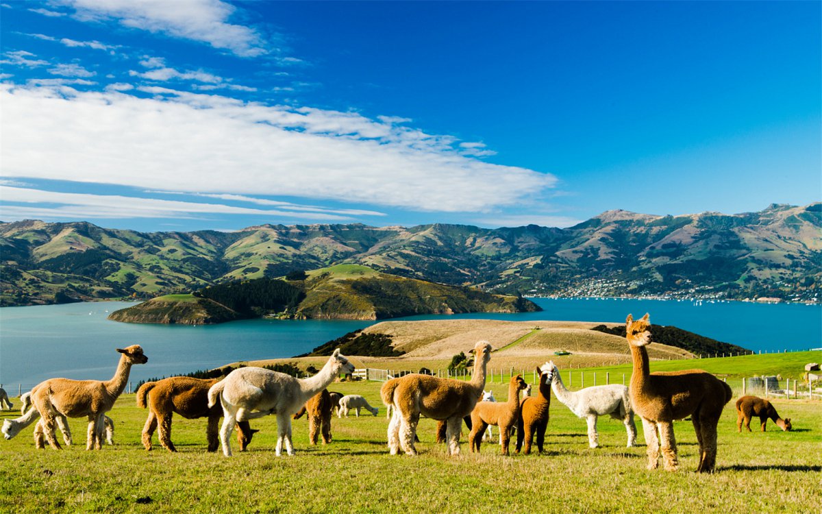羊驼草泥马图片