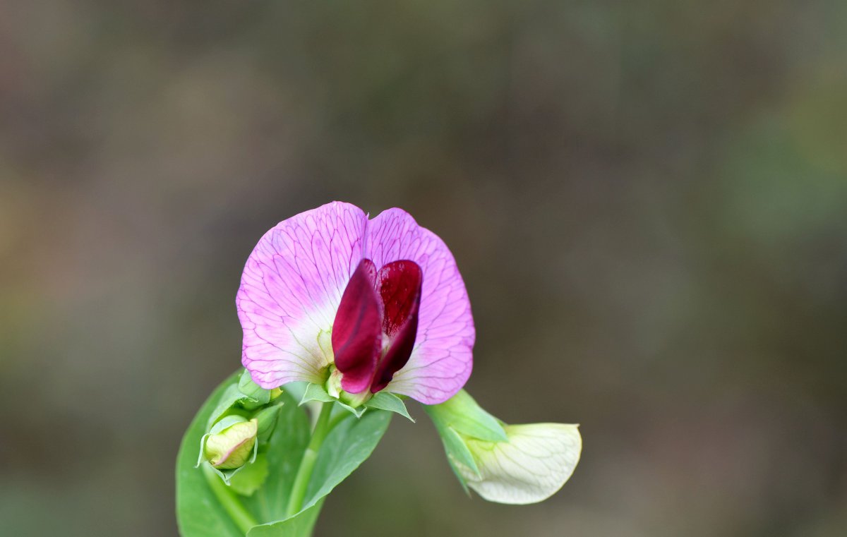 紫色的豌豆花图片