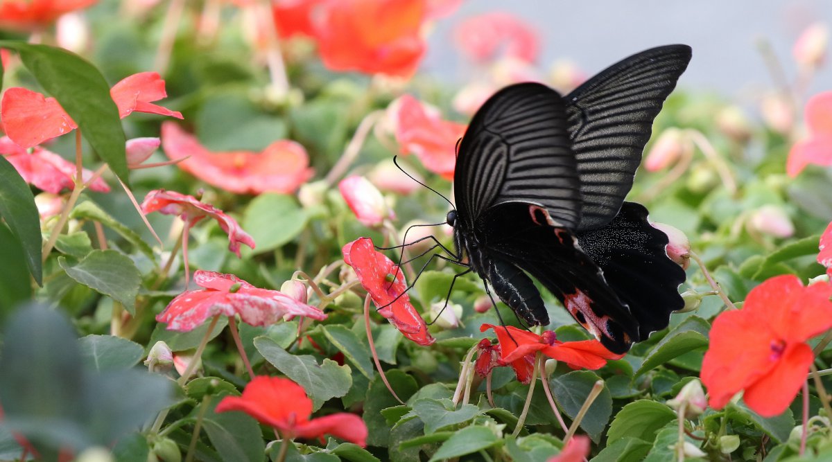 黑色的蝴蝶图片