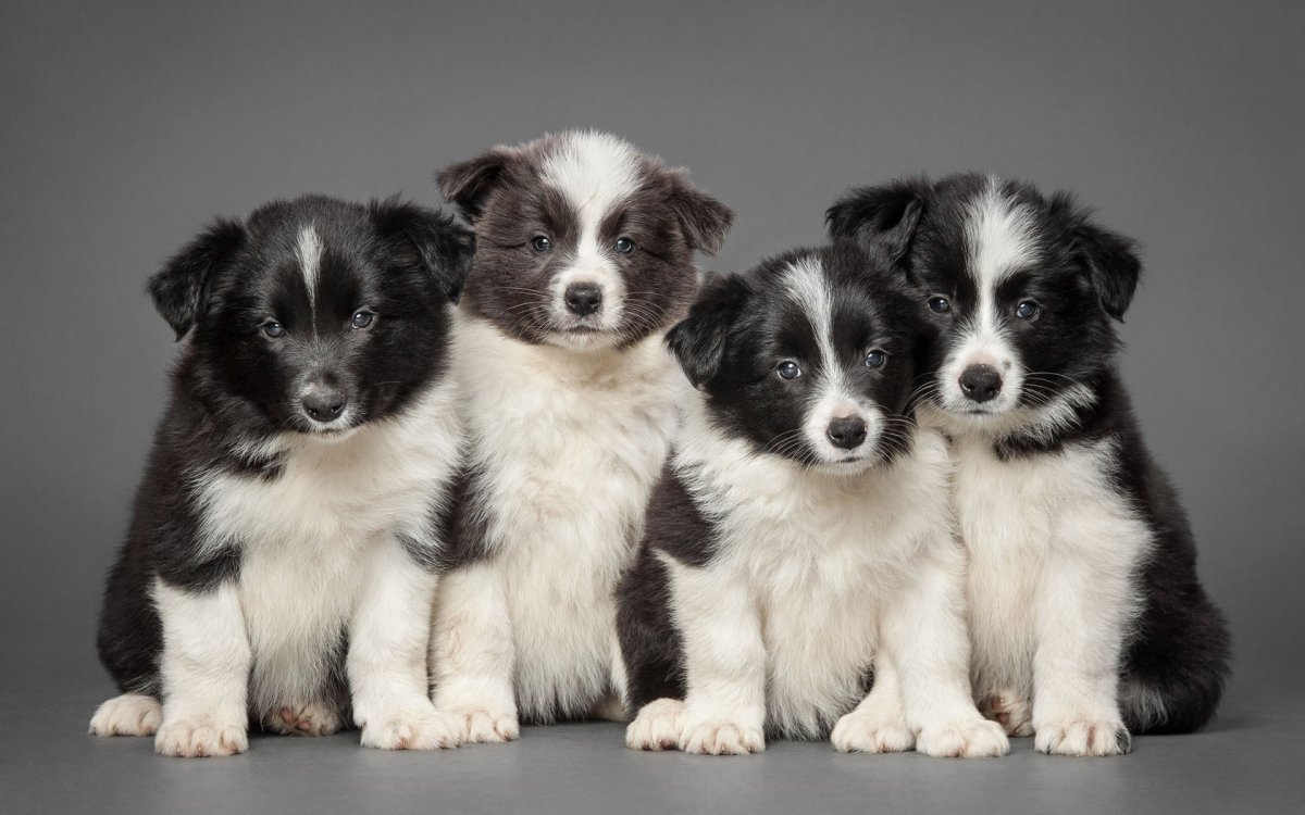 牧羊犬图片