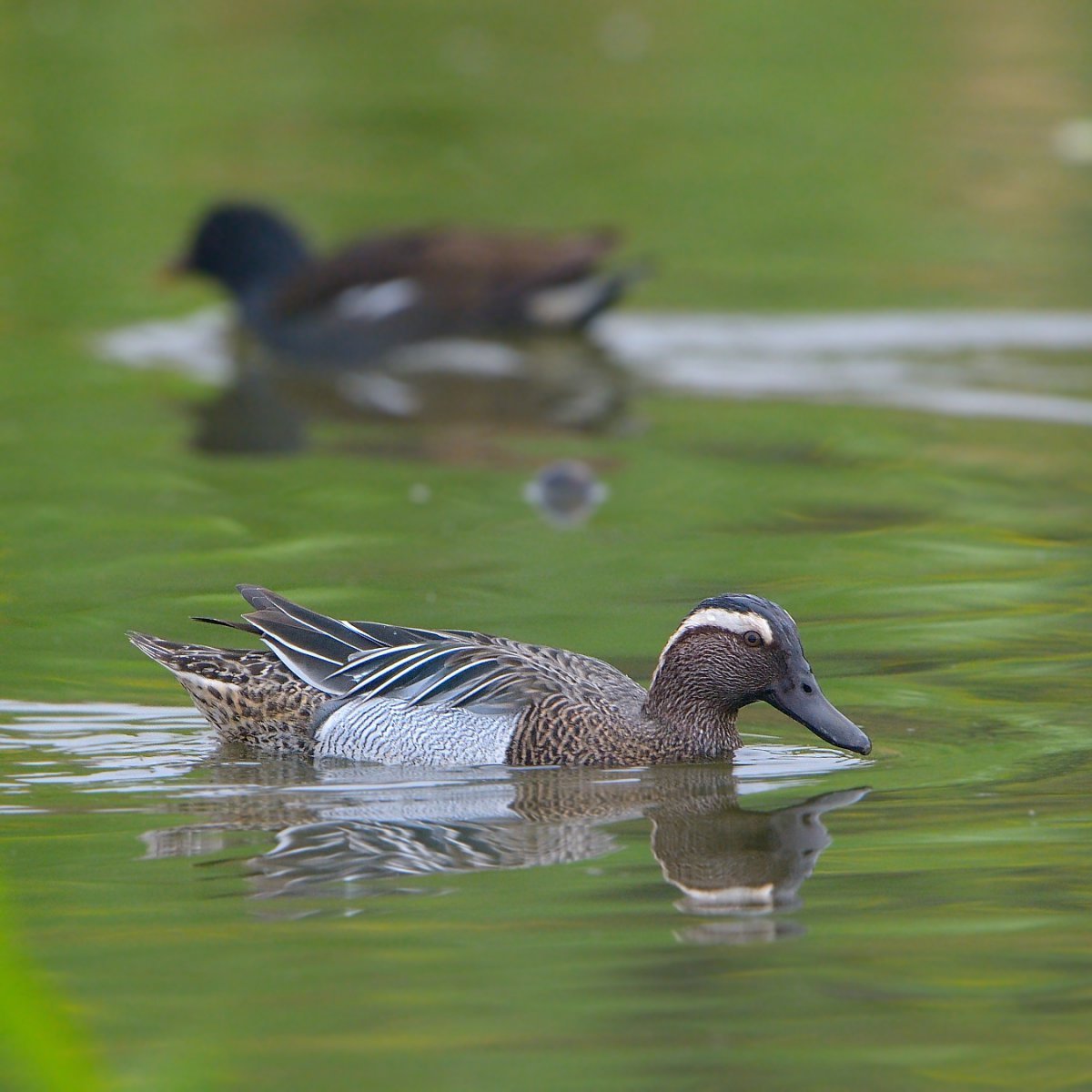 雄性白眉鸭图片