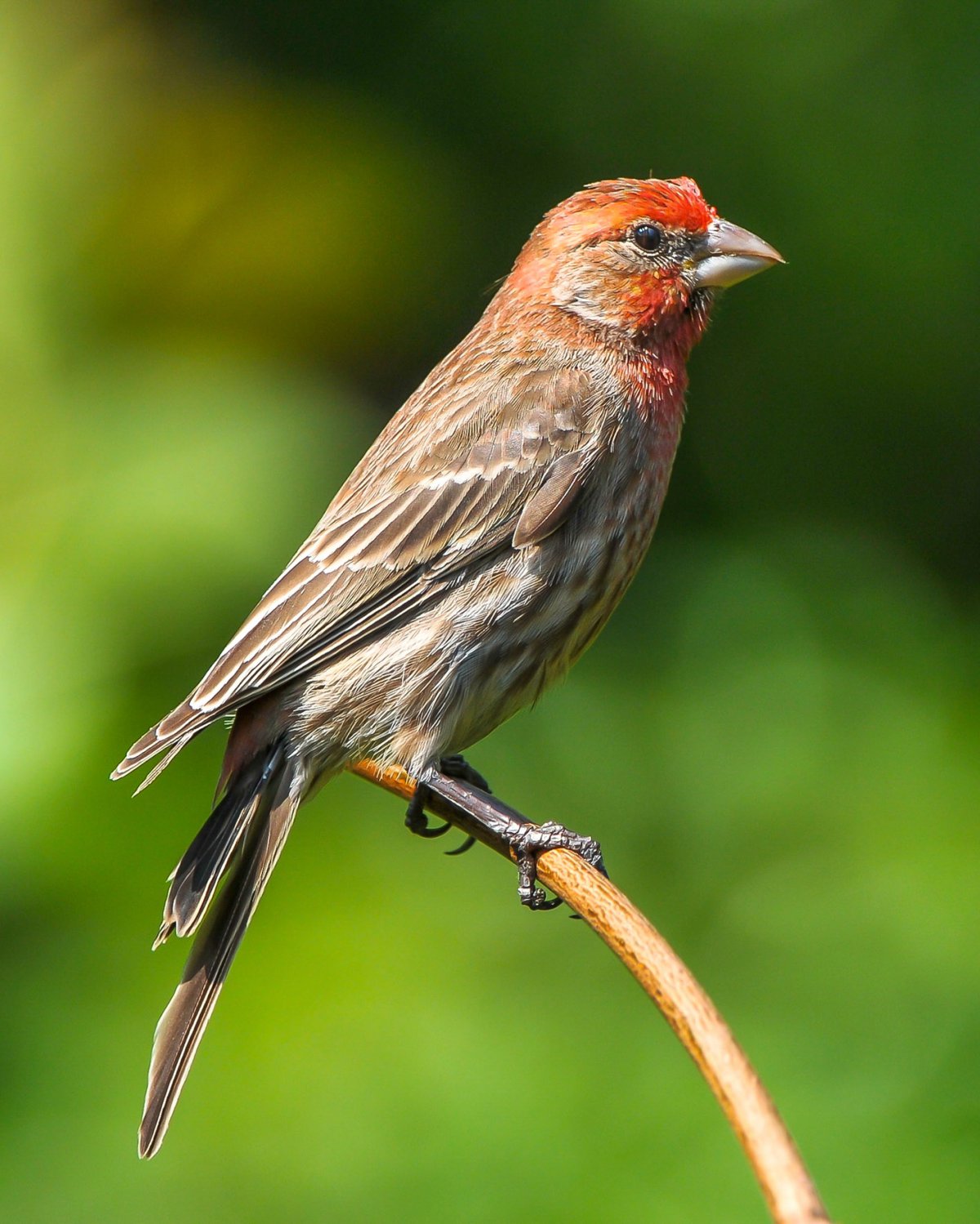 普通朱雀图片