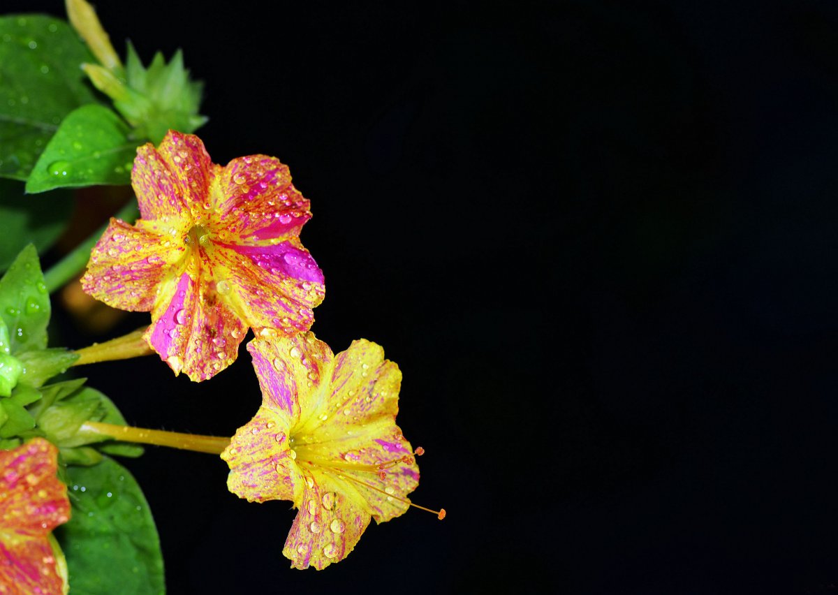 各种颜色的茉莉花图片