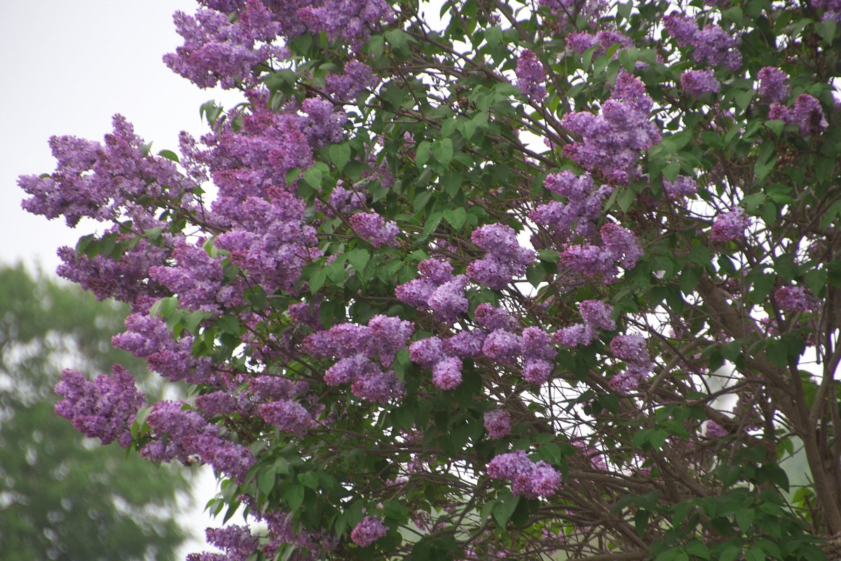 紫丁香(紫丁香花语和寓意)