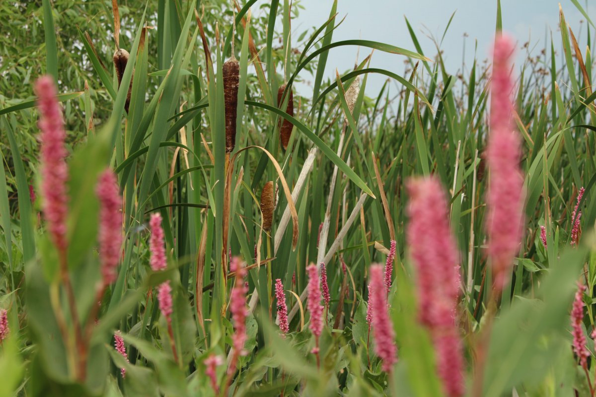 沼泽的香蒲图片