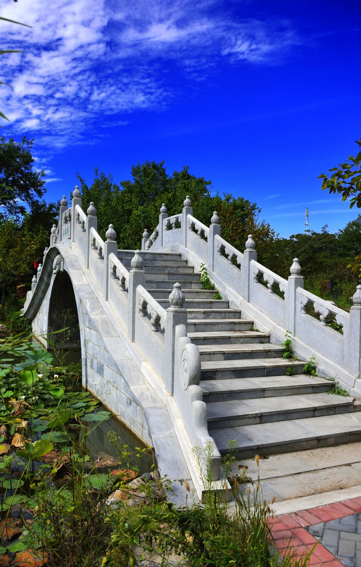 北京大興古桑森林公園風景圖片