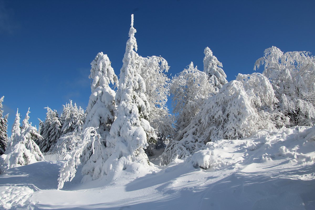 大雪覆盖的树木高清图片