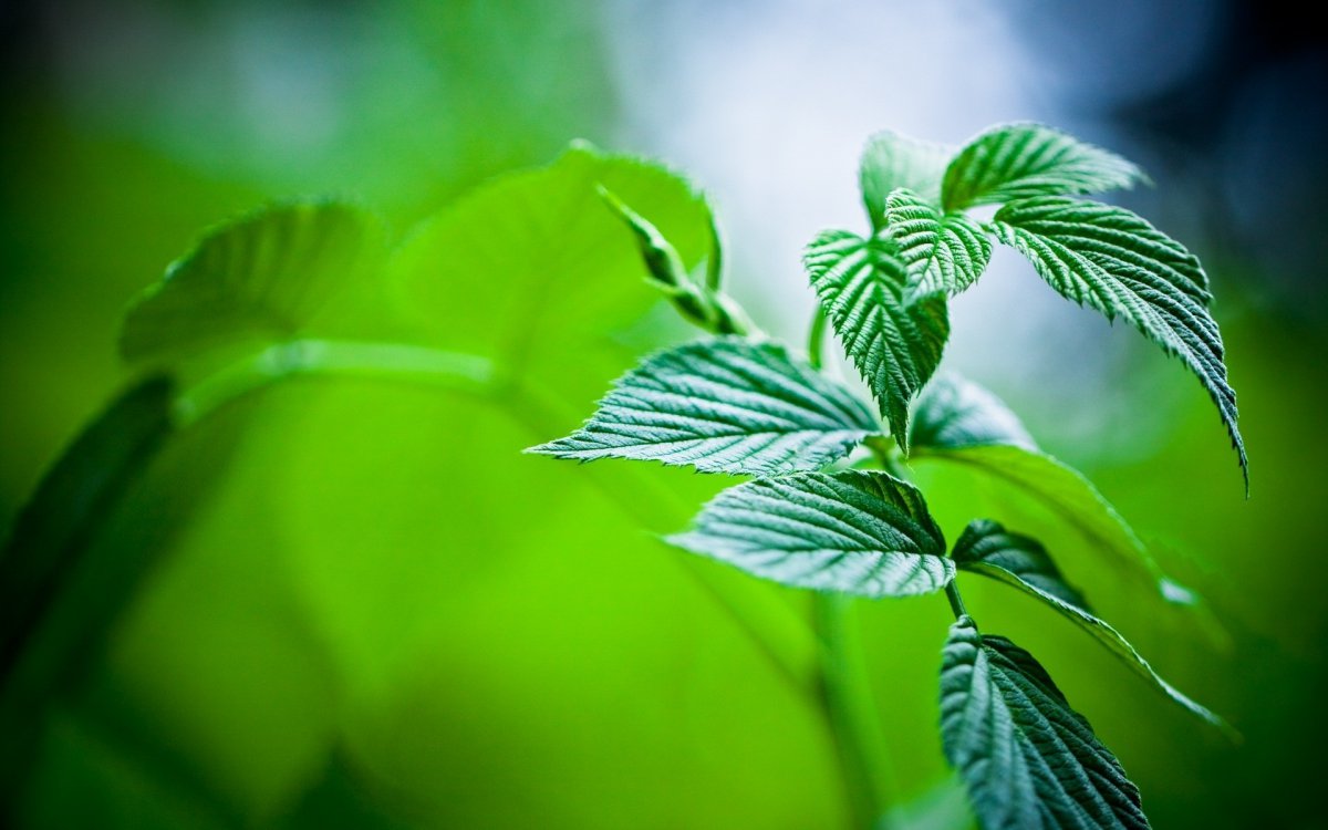 清凉的薄荷图片