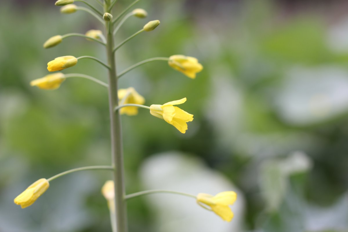 油菜花圖片大圖