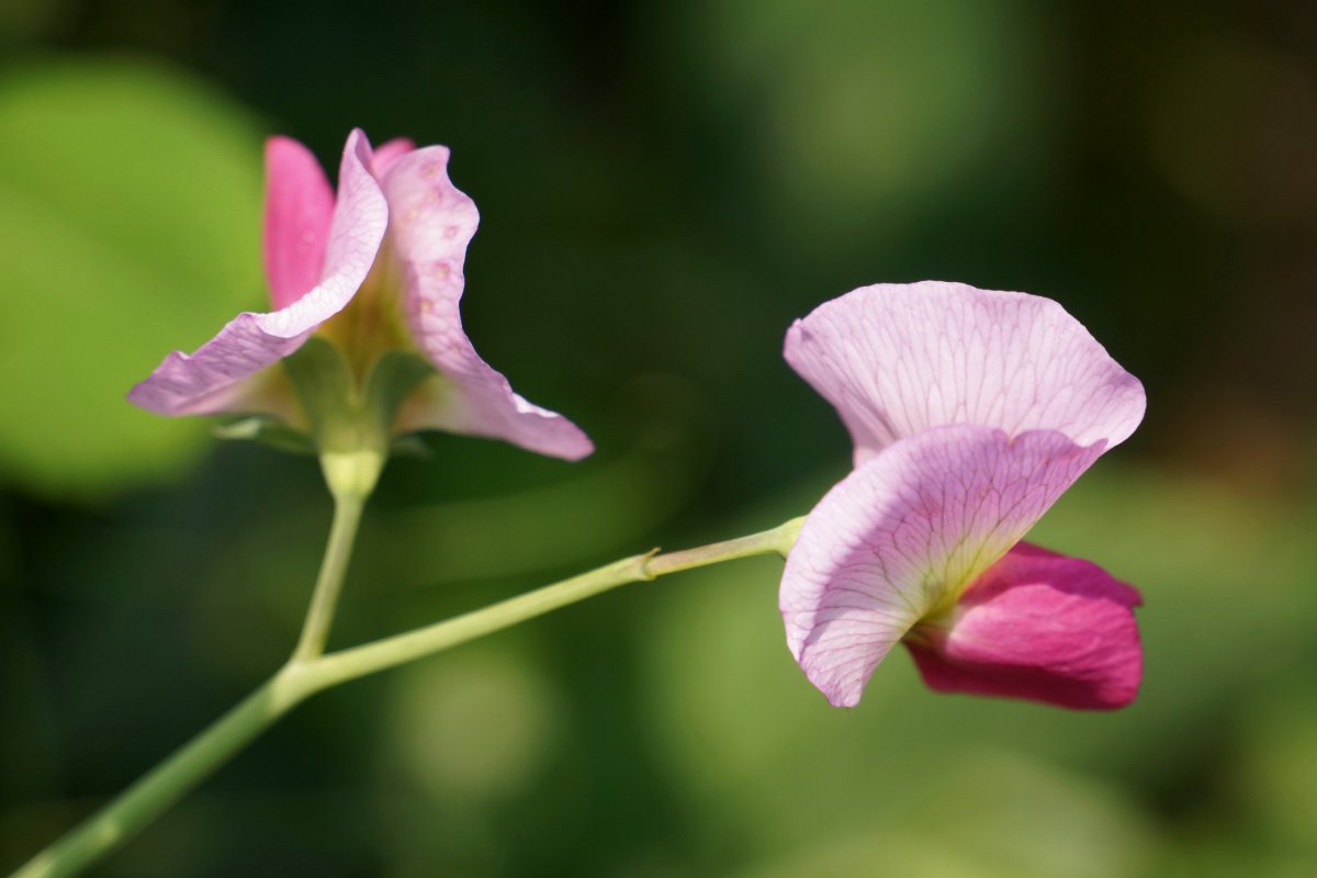 清秀的豌豆花图片 高清图片