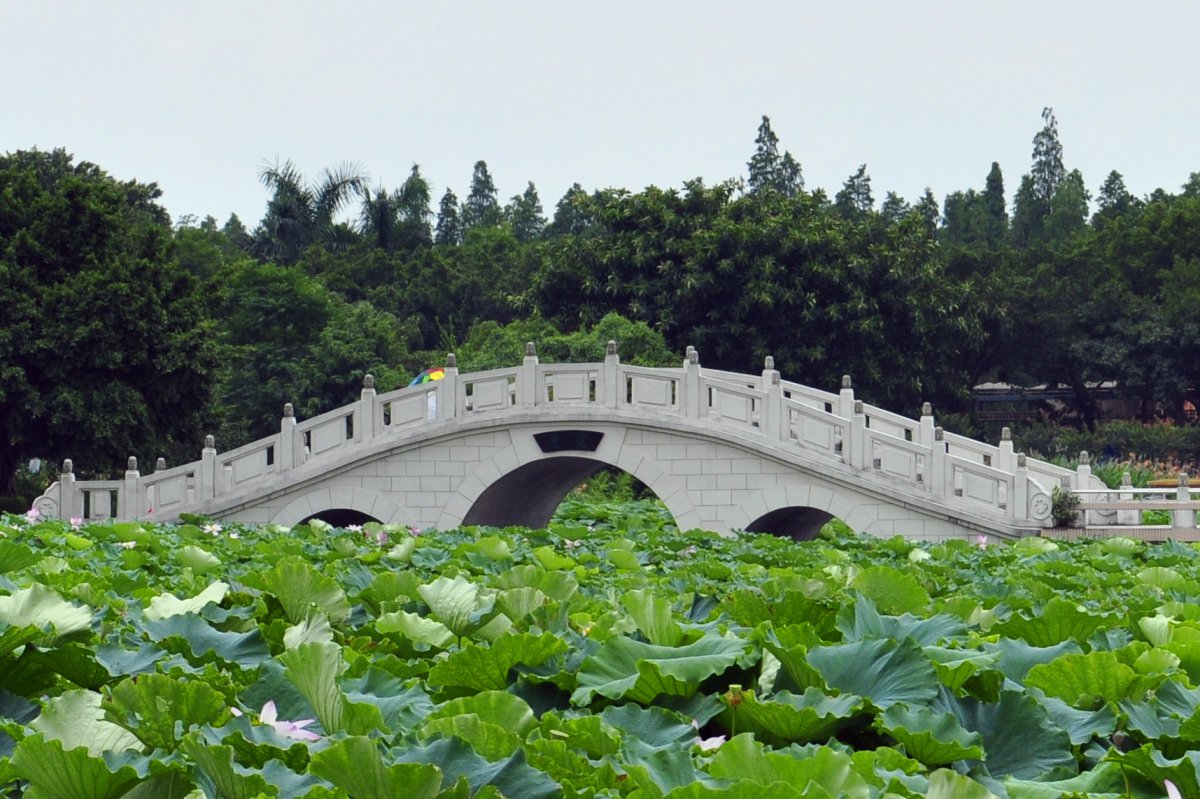 廣東佛山三水荷花世界風景圖片