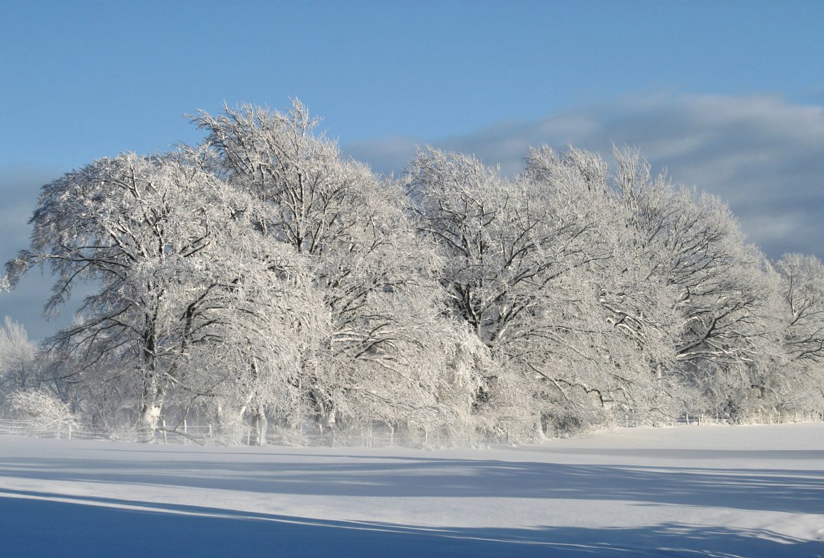 冬天唯美的雪景圖片,高清圖片