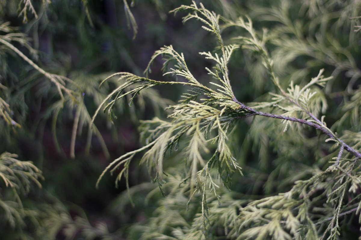 金线柏图片,高清图片