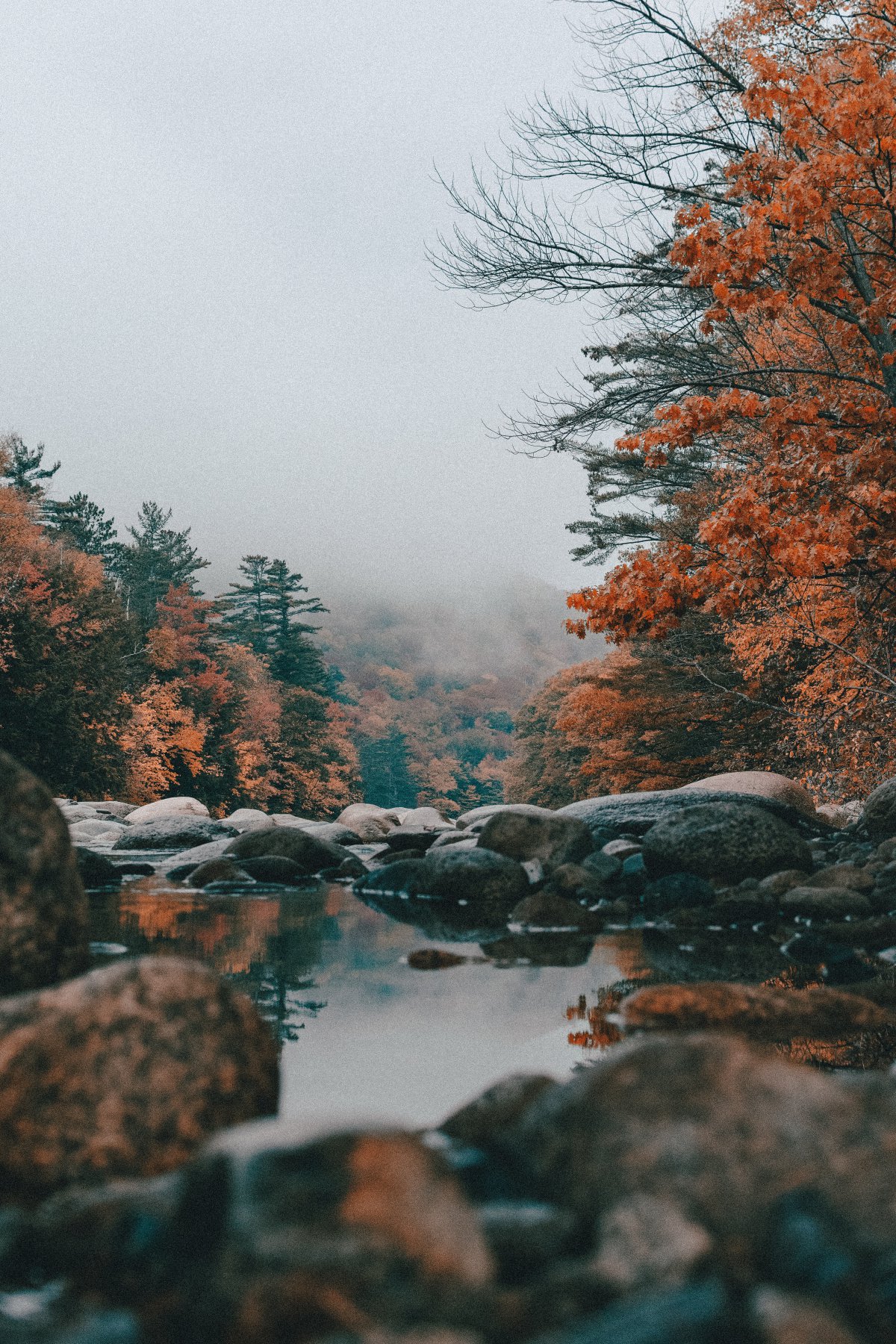 唯美的秋季树林风景图片