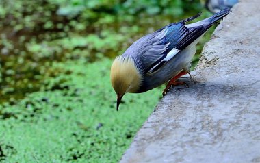 牛屎八哥图片 高清牛屎八哥图片