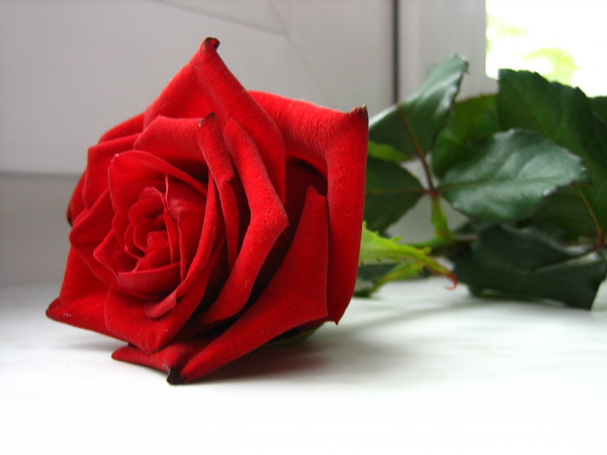 红玫瑰图片唯美 一朵图片