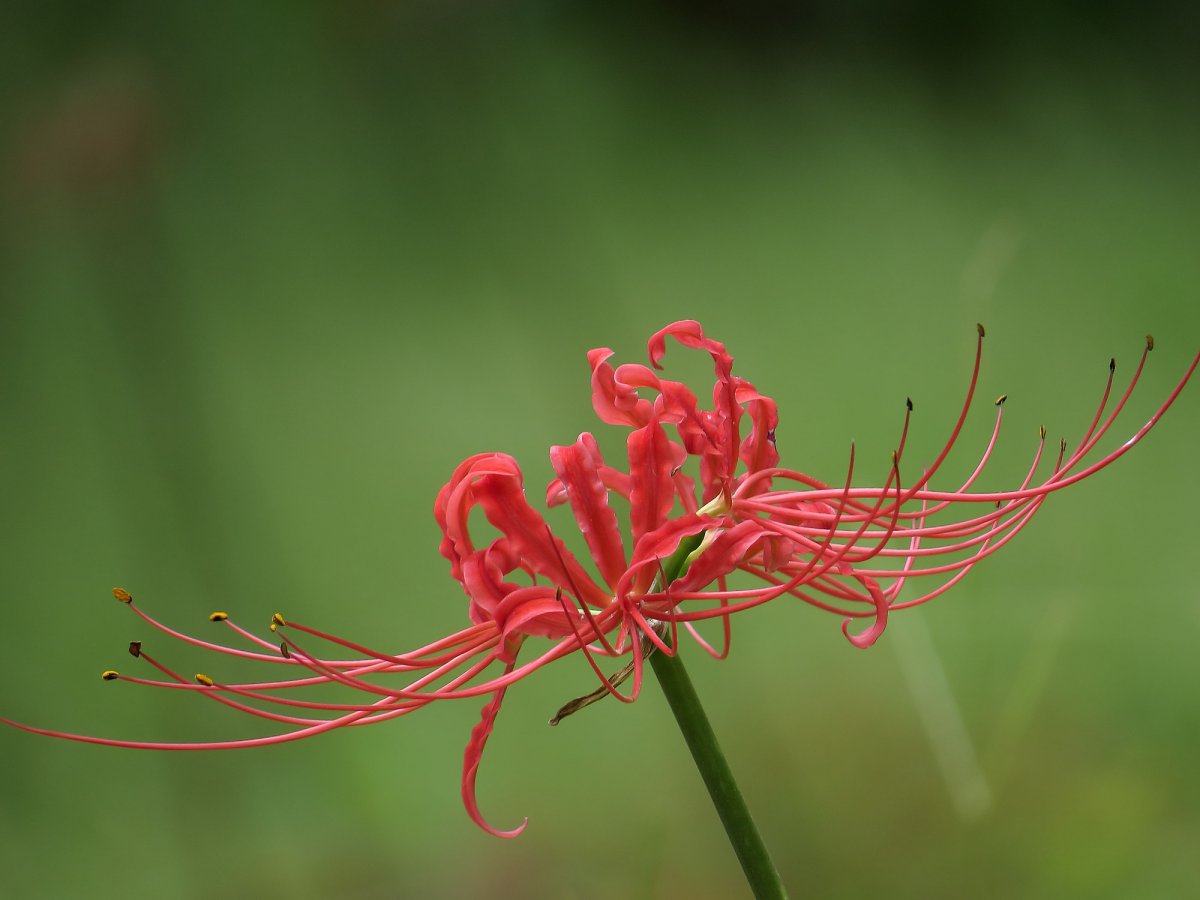 彼岸花圖片大圖