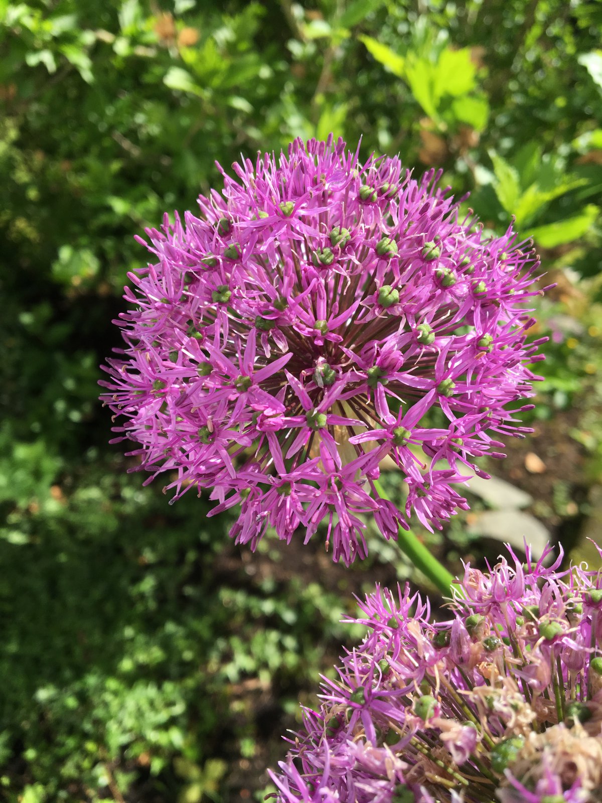紫色的葱花图片,高清图片