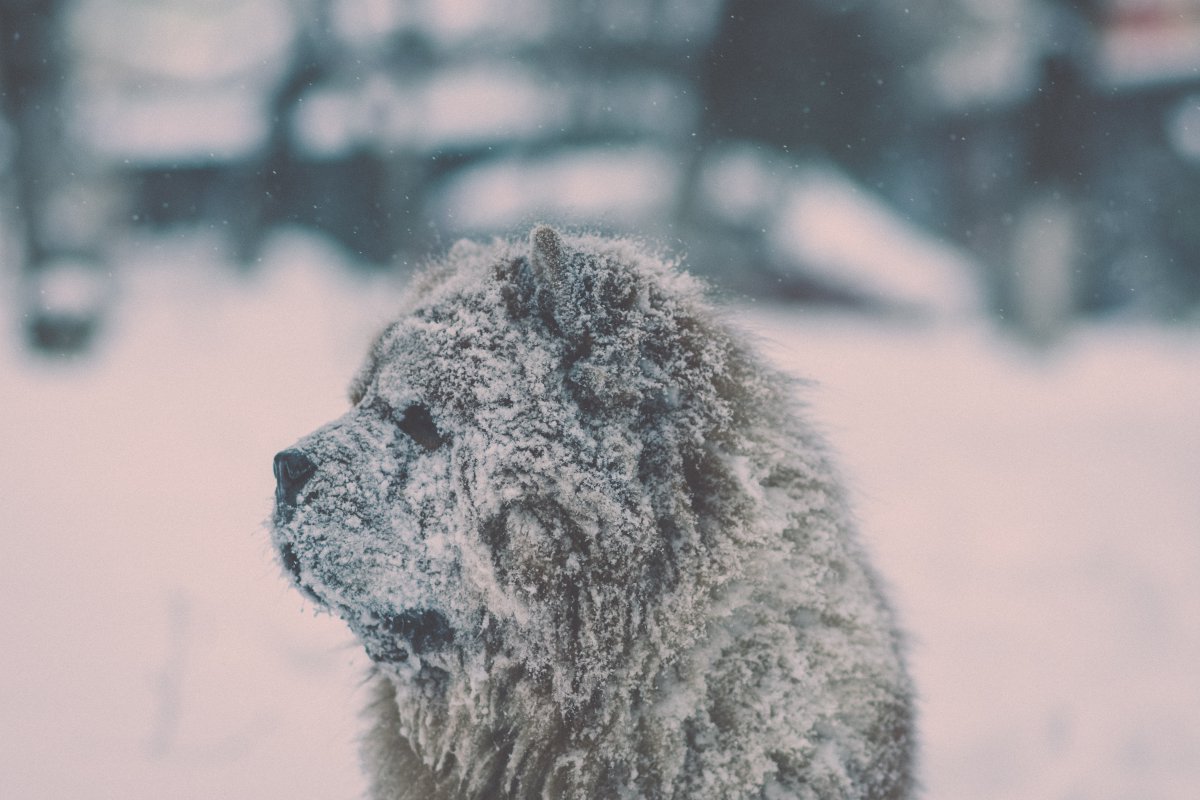 雪地里的宠物狗图片