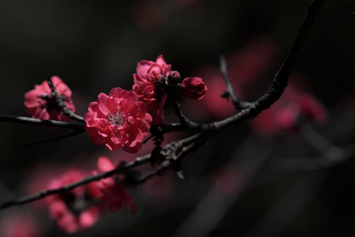 阳光下的桃花图片