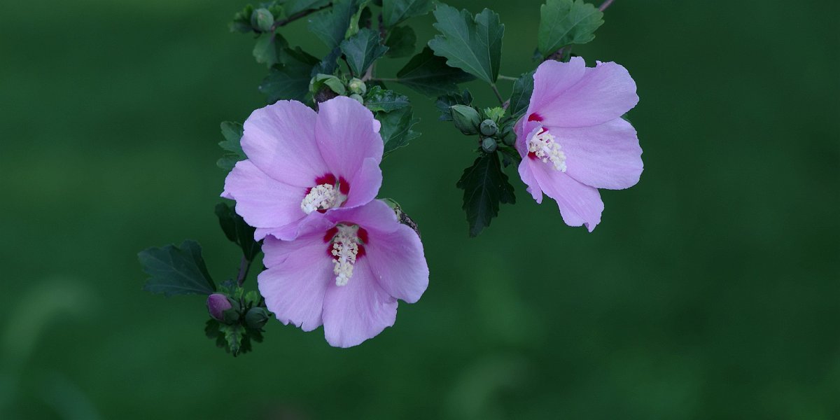 锦葵科木槿属hibiscus syriacus l,别名白槿花榈树花大碗花篱障花清明