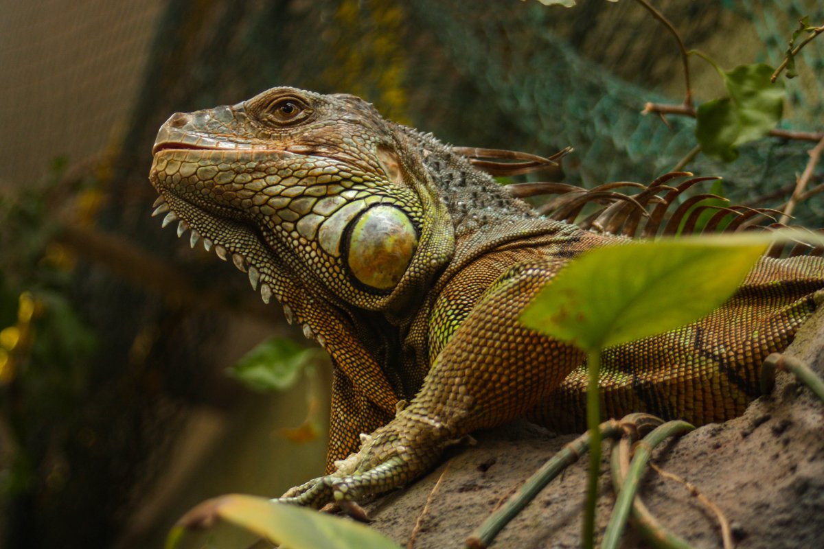 野生蜥蜴高清特写图片