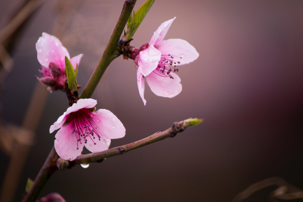 粉色的桃花高清圖片