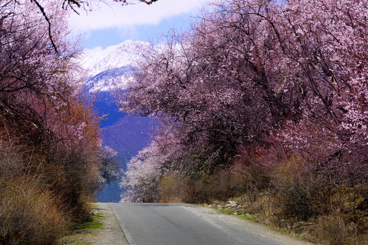 西藏林芝桃花沟风景图片