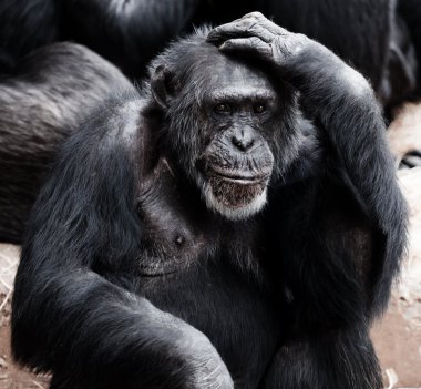 黑猩猩高清图片