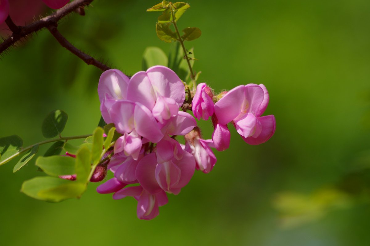 槐花圖片