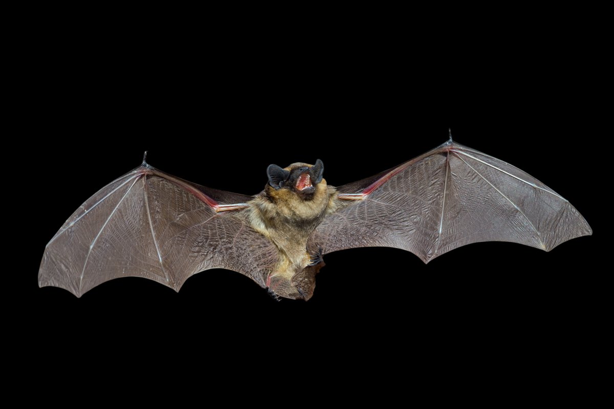 十大最恐怖蝙蝠图片图片