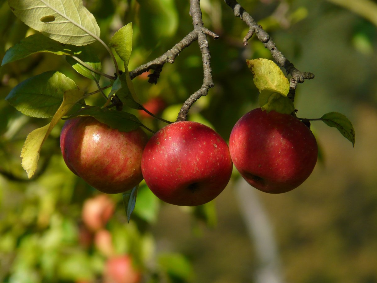 红露苹果枝条图片