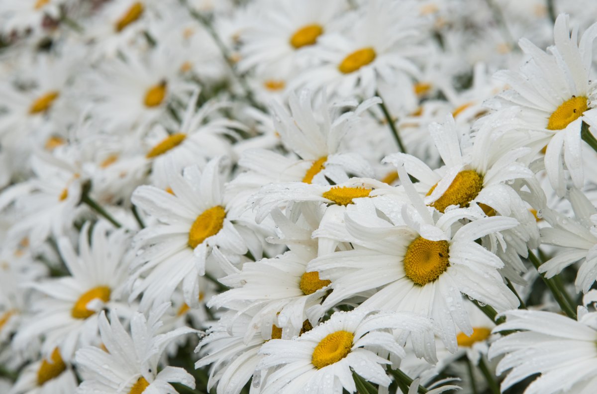 白色雏菊唯美意境图片