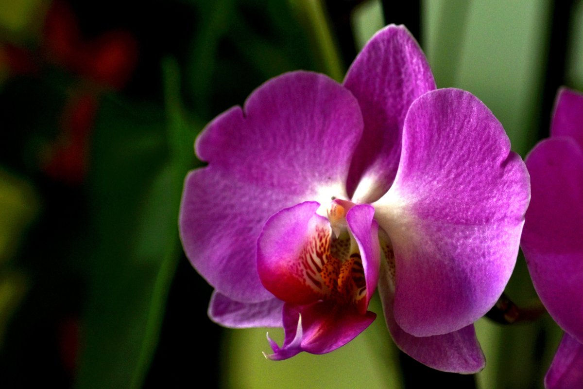 紫色的花品种及图片图片