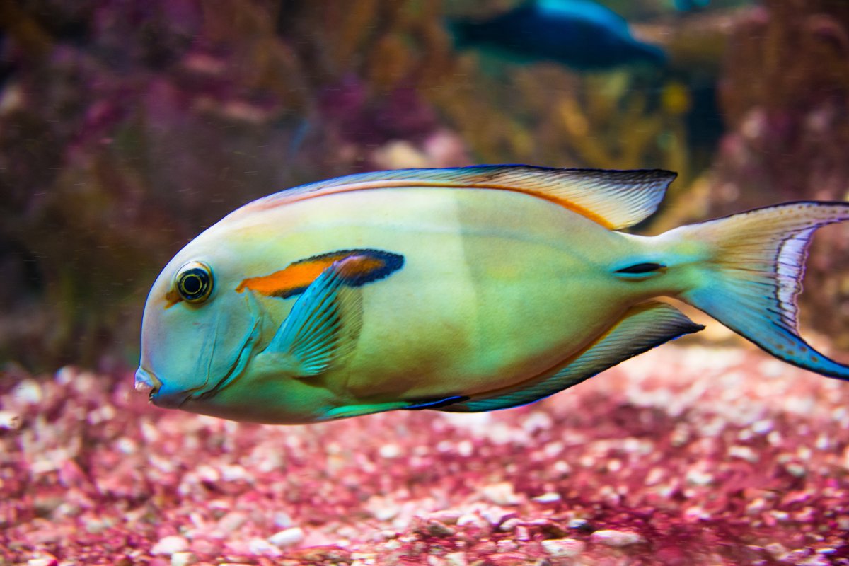 水族館多彩魚圖片,高清圖片