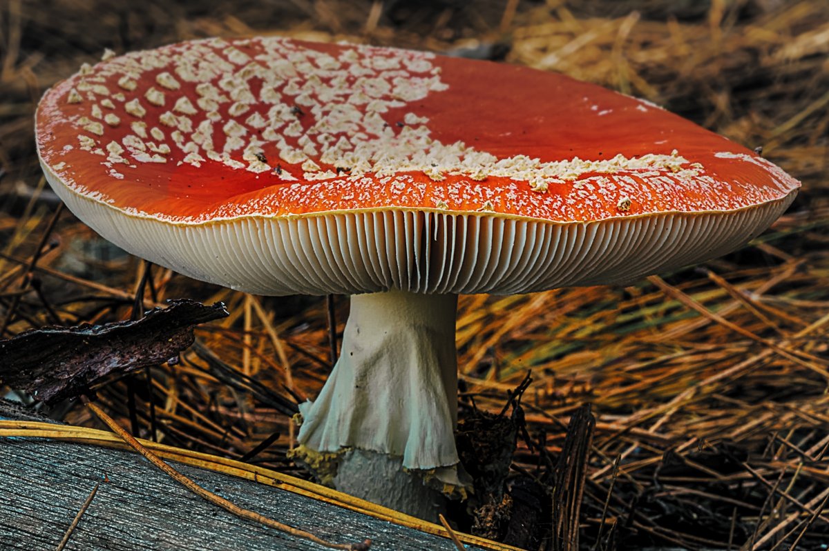 木耳状的蘑菇图片
