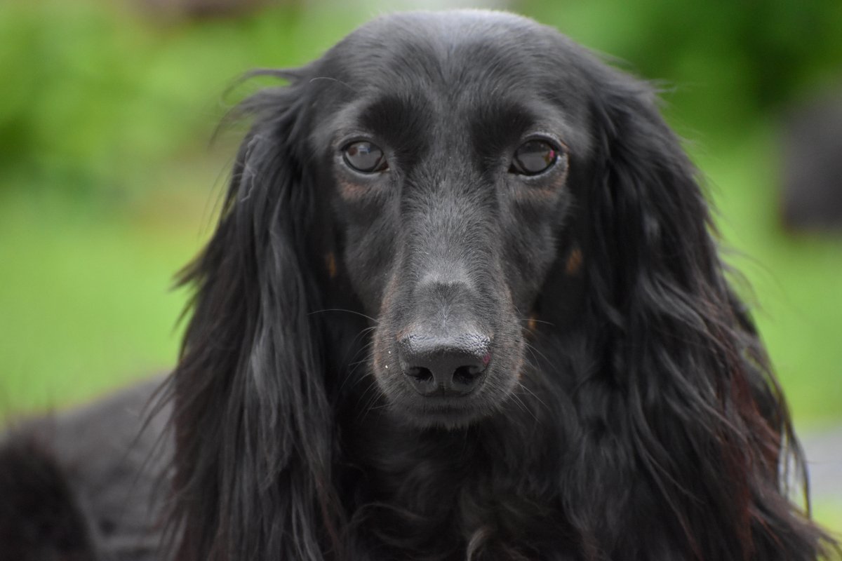 黑色臘腸犬狗圖片