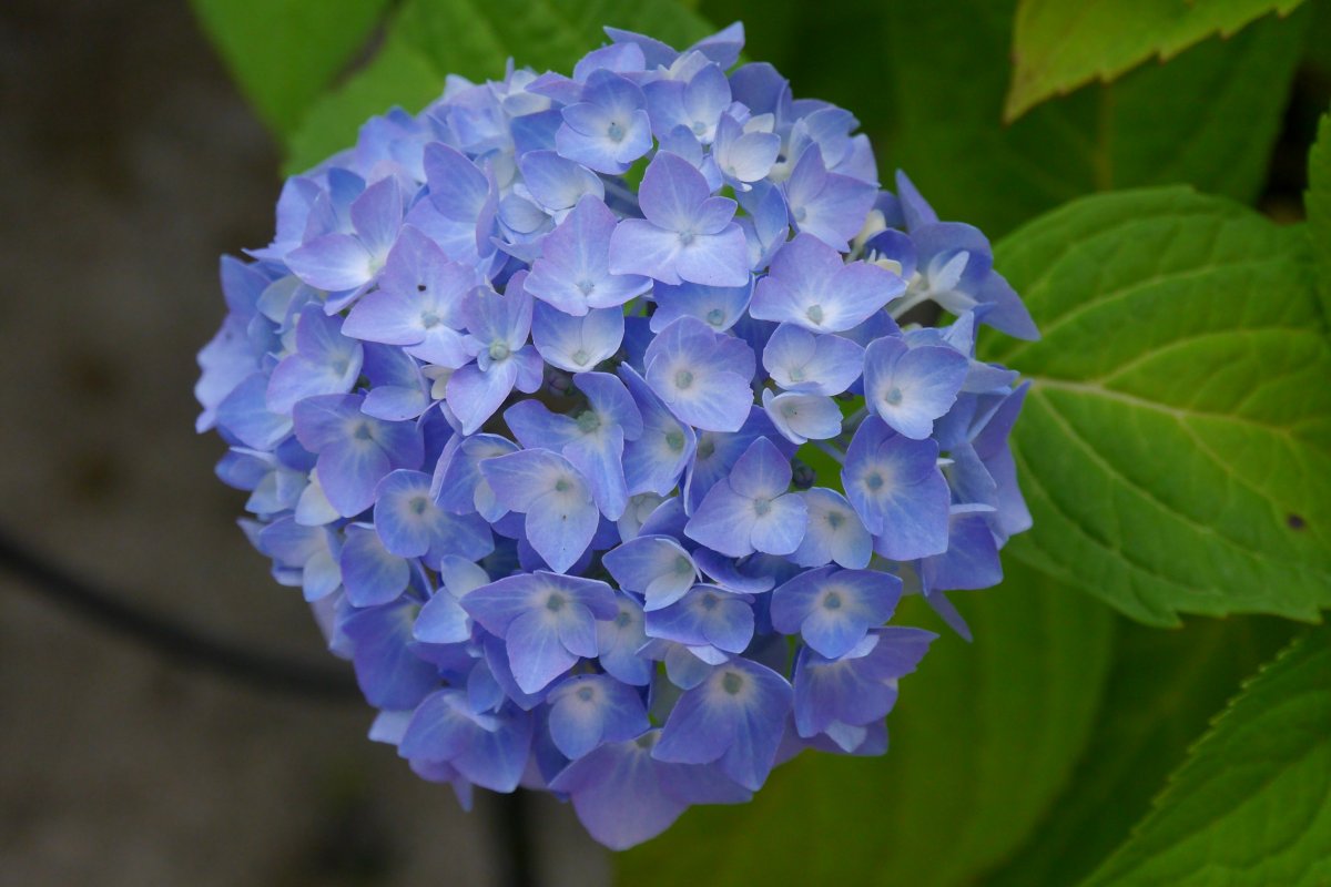 花團錦簇的淡紫色八仙花圖片