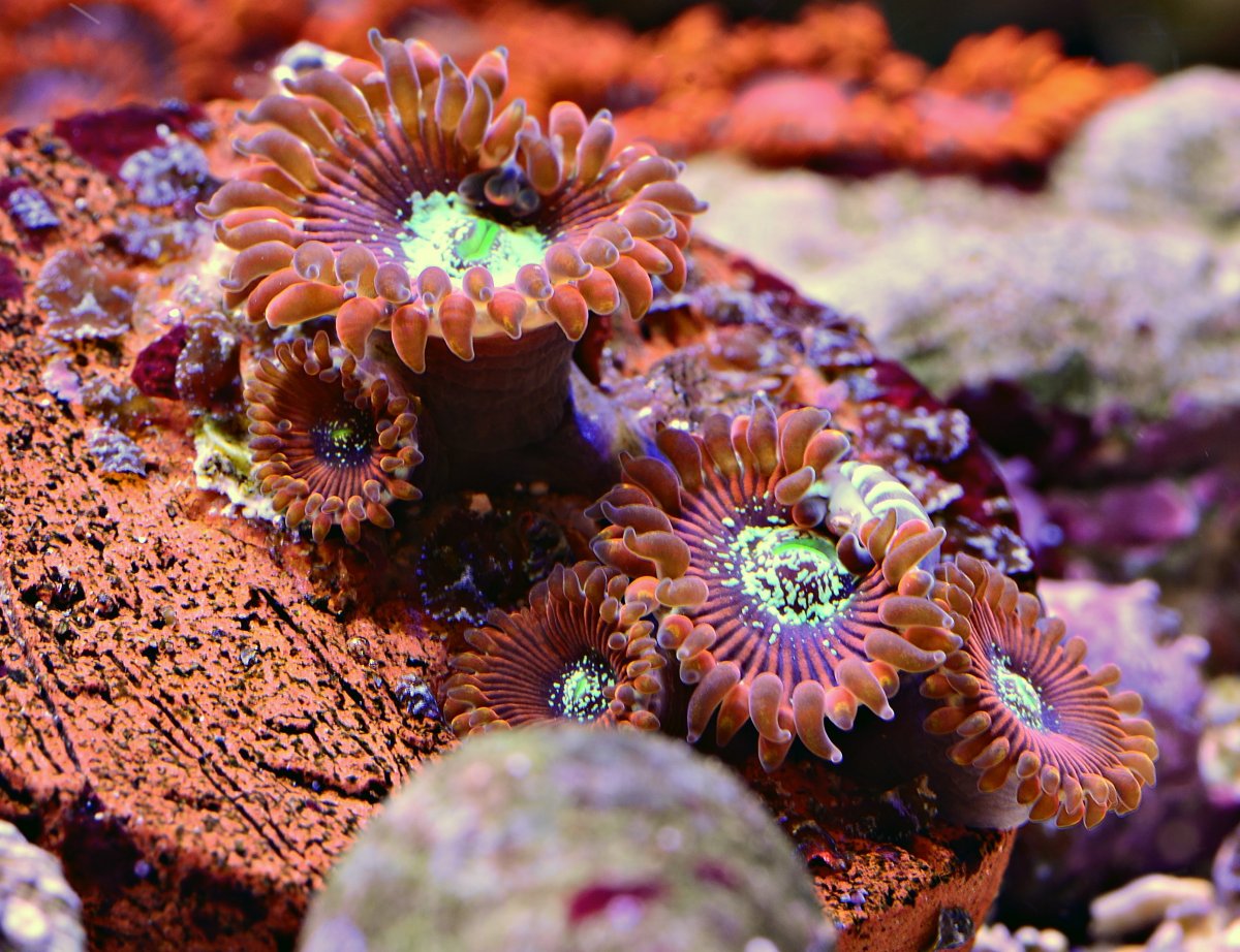 色彩斑斓的珊瑚图片
