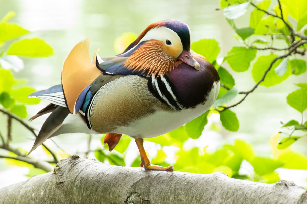 树枝上的鸳鸯图片