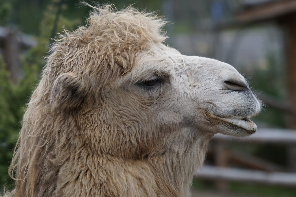 吃苦耐劳的骆驼图片